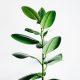 green plant blog